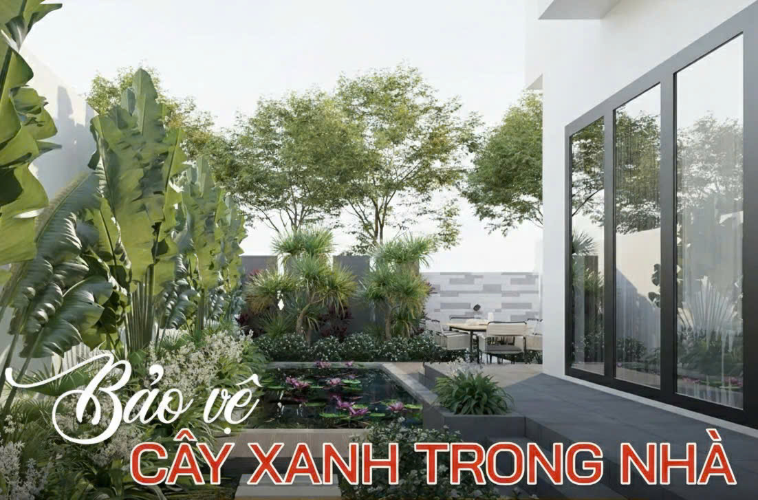 Bảo vệ cây xanh trong nhà mùa mưa bão
